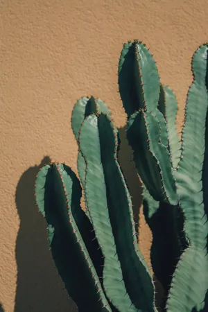 Bright Green Cactus On A Beige Wall Wallpaper