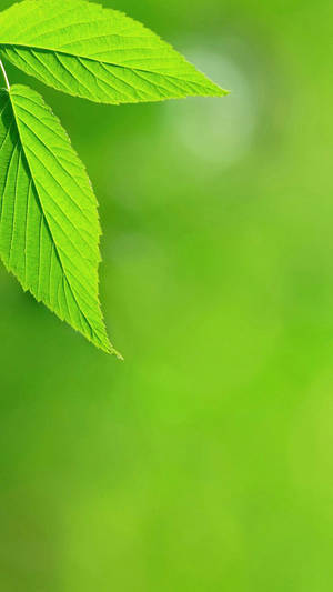 Bright Green Leaves Iphone Wallpaper
