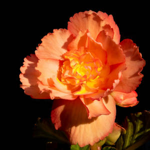 Bright Orange Carnation Wallpaper