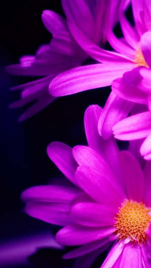 Bright Pink Spring Daisy Iphone Wallpaper