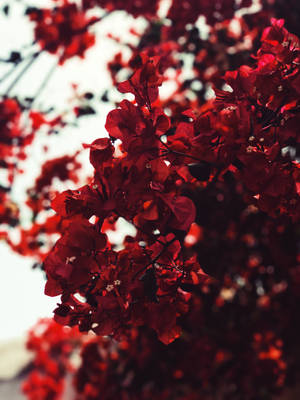 Bright Red Bougainvillea Blossoms Wallpaper
