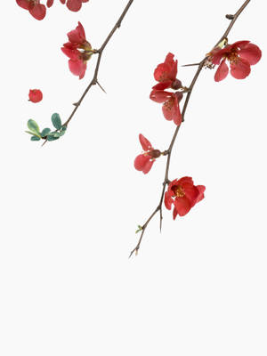 Bright Red Flowers Against A White Background Wallpaper