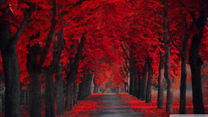 Bright Red Trees Contrast With The Descending Evening Sky Wallpaper