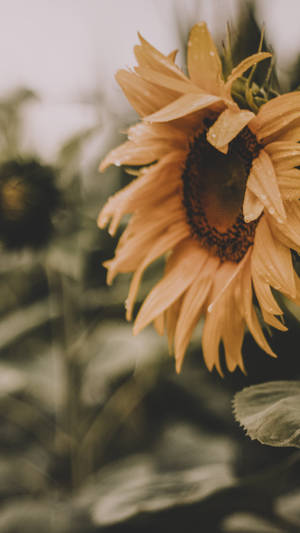 Bright Sunflowers And Pink Roses Against A Crisp Blue Sky Wallpaper