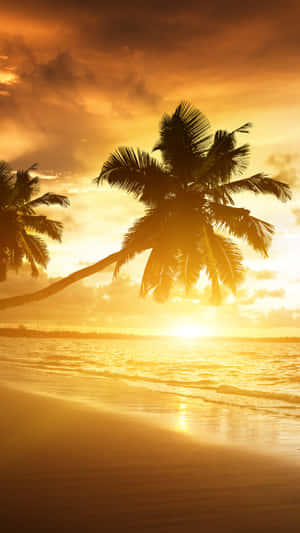 Bright Sunset With Palm Tree Wallpaper