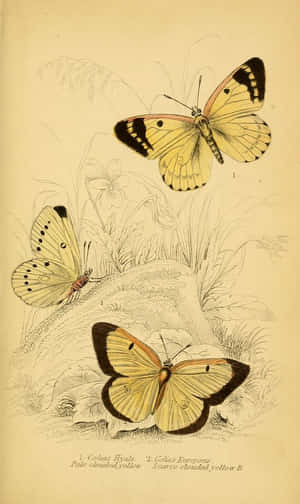 Bright Yellow Butterflies Take Flight Wallpaper