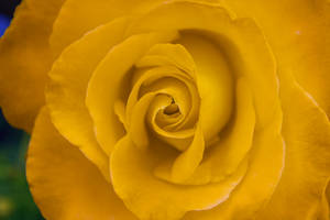 Bright Yellow-colored Beautiful Rose Hd Wallpaper