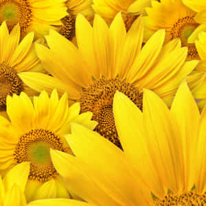 Bright Yellow Ipad Amidst Vibrant Sunflowers Wallpaper