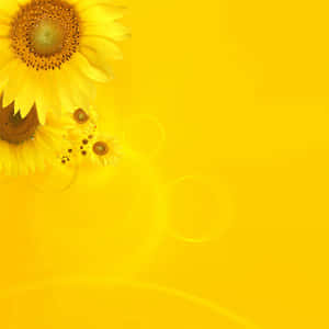 Bright Yellow Ipad With Sunflower Display Wallpaper