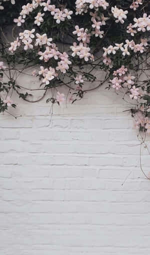 Brighten Up Your Day With A Beautiful Pink And White Aesthetic Wallpaper