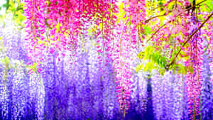 Brighten Up Your World With This Colorful And Fun Wallpaper. Wallpaper