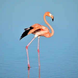 Brilliant Pink Flamingo Bird Wallpaper