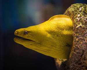 Brilliant Yellow Moray Eel In Close View Wallpaper
