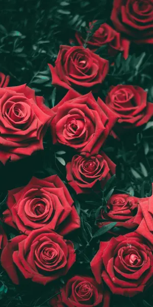 Bring Romance And Style To Your Life With A Beautiful Red Rose Aesthetic Wallpaper