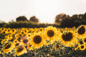 Bring The Joy Of Sunshine Indoors With This Vibrant Sunflower Wallpaper. Wallpaper