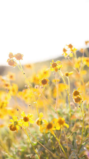 Brittlebush Floral Aesthetic Iphone Wallpaper