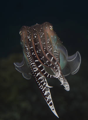 Broadclub Cuttlefish On Its Own Wallpaper