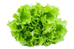 Broadleaf Batavian Endive Vegetable With Curly Leaves Wallpaper