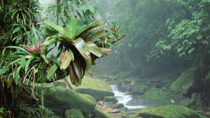 Bromelia Plant In Amazonas Wallpaper