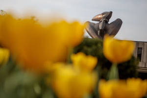 Bronze Jayhawk Yellow Flowers University Of Kansas Wallpaper