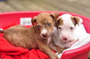 Brown And White Pitbull Puppies Wallpaper