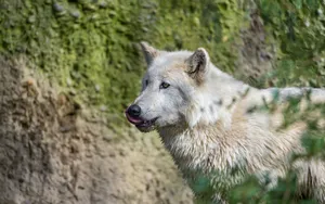 Brown And White Wolf Wallpaper