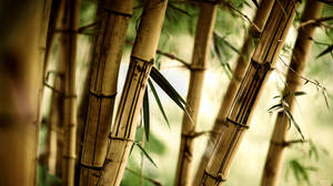 Brown Bamboo Plants Wallpaper