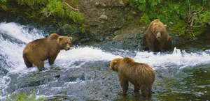 Brown Bear Group By River Wallpaper