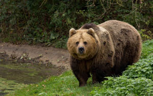 Brown Bear Thick On Grass Wallpaper