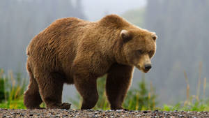 Brown Bear Walking On Ground Wallpaper