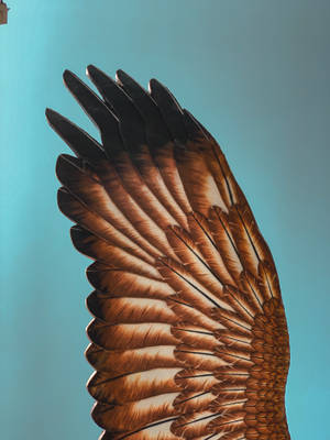 Brown Bird Wing Wallpaper