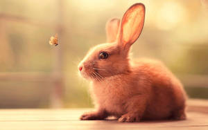 Brown Bunny With Butterfly Wallpaper