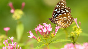 Brown Butterfly On Flower Wallpaper