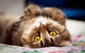 Brown Cat Lying Down Wallpaper