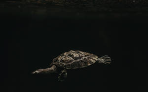 Brown Cool Turtle In Darkness Wallpaper