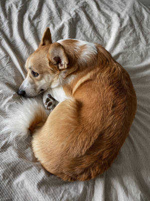 Brown Corgi Curled On Bed Wallpaper