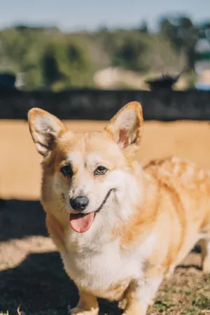 Brown Corgi Sunny Portrait Wallpaper