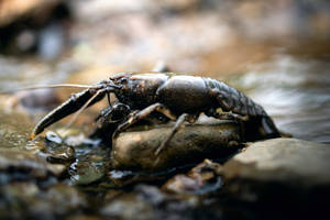 Brown Crayfish In Lake Rocks Wallpaper