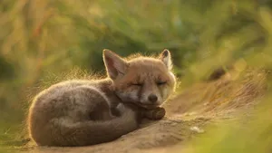 Brown Cute Kawaii Fox Wallpaper