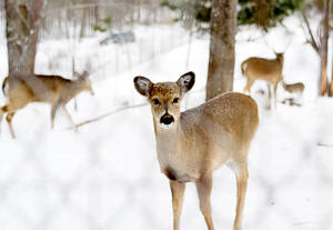 Brown Deer In Cool Winter Wallpaper
