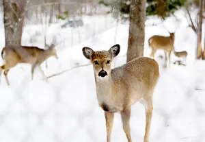 Brown Deer In Cool Winter Wallpaper