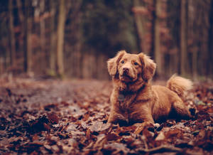 Brown Dog At Forest Wallpaper