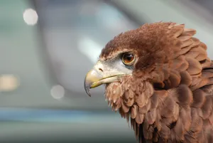 Brown Eagle Side Profile Wallpaper
