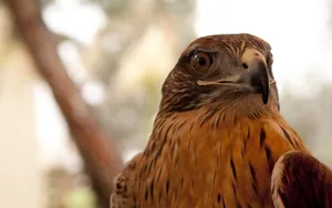 Brown Eagle Wallpaper