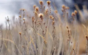 Brown Grass Twigs Macro Wallpaper