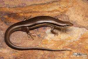 Brown Ground Skink Healthy Lizard Wallpaper