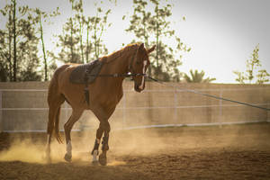 Brown Horse From Libya Wallpaper