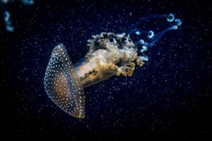 Brown Jellyfish In Dark Underwater World Wallpaper