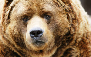 Brown Kodiak Bear Wallpaper