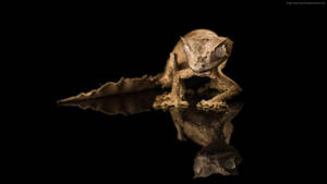 Brown Leopard Gecko On Black Wallpaper